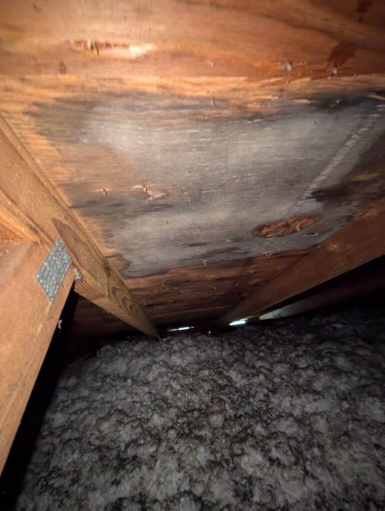 Image of plywood roof sheeting in an attic that has mold on it in Vancouver WA